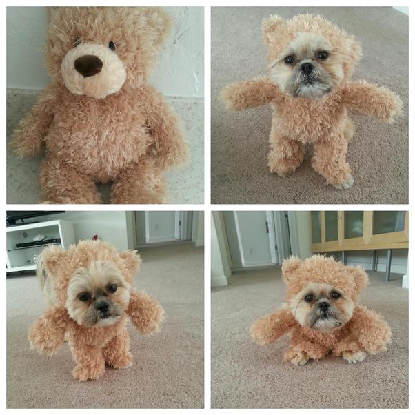 life like teddy bear puppy