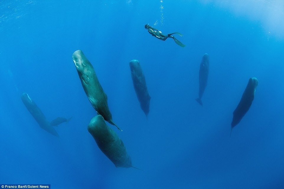This is how sperm whales sleep - Rare photos captured by Franco Banfi