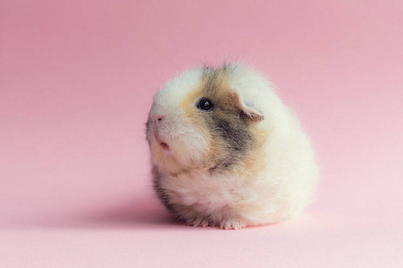 14 Pictures of The Cutest Guinea Pigs in this World "Booboo" | Reckon Talk