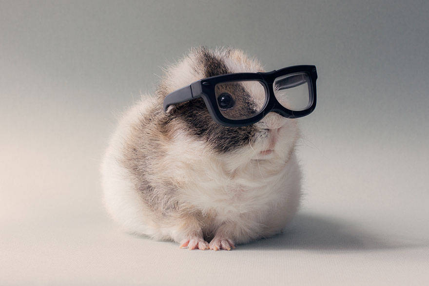 14 Pictures of The Cutest Guinea Pigs in this World "Booboo" | Reckon Talk