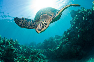 20 Incredible Pictures Of Sea Turtles !! | Reckon Talk