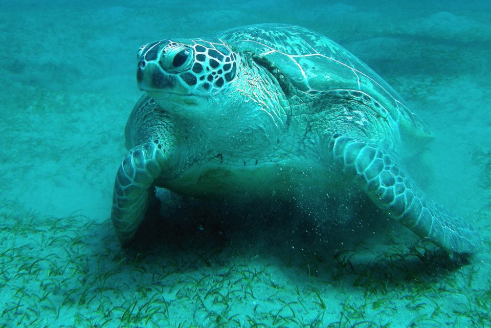 20 Incredible Pictures Of Sea Turtles !! 