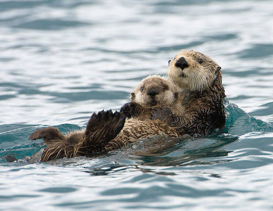 23 Photos Of Animals And Their Parents That Will Melt Your Heart The 