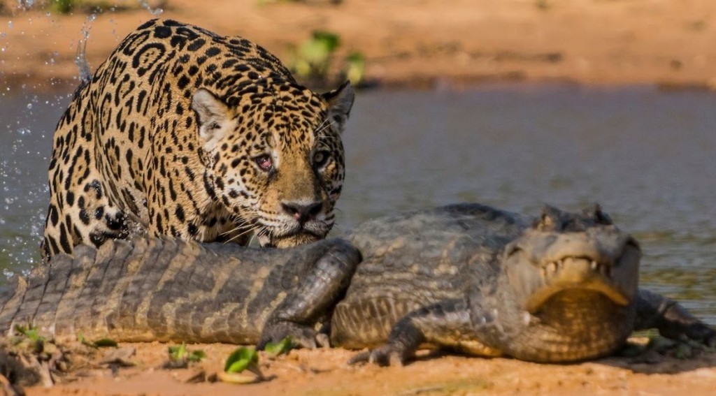 Jaguar Attacks Crocodile | Exclusive Video | Reckon Talk