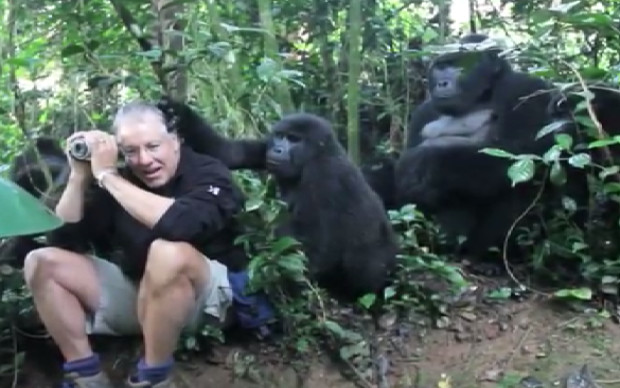 Man and Family of Gorillas: An amazing Encounter | Reckon Talk