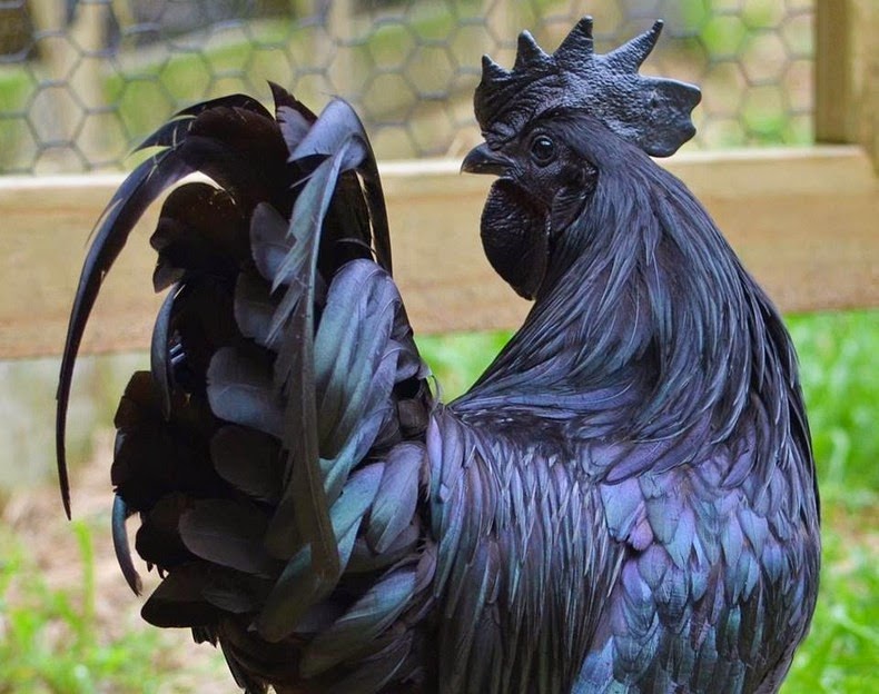 Ayam-Cemani-2.jpg