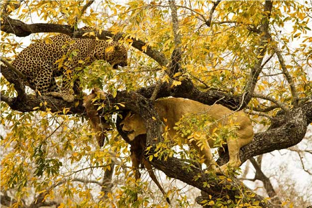 Unlikeliest of Friendships |A Lion And Leopard Together - Its Amazing