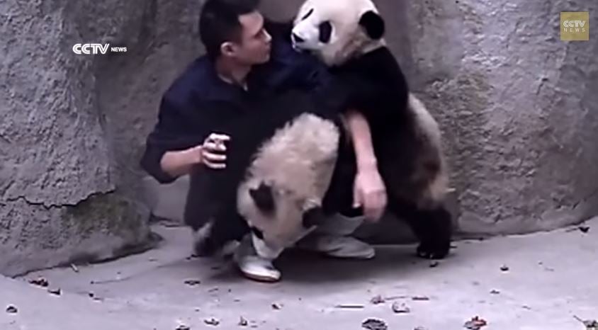 cute-baby pandas are adorale | Reckon Talk