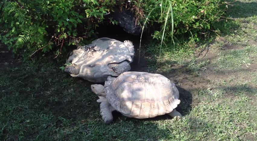 Overturned Tortoise Is Saved By Friend | Reckon Talk