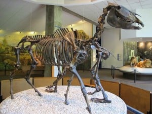 La Brea Tar Pits And The Fossils Within | Reckon Talk