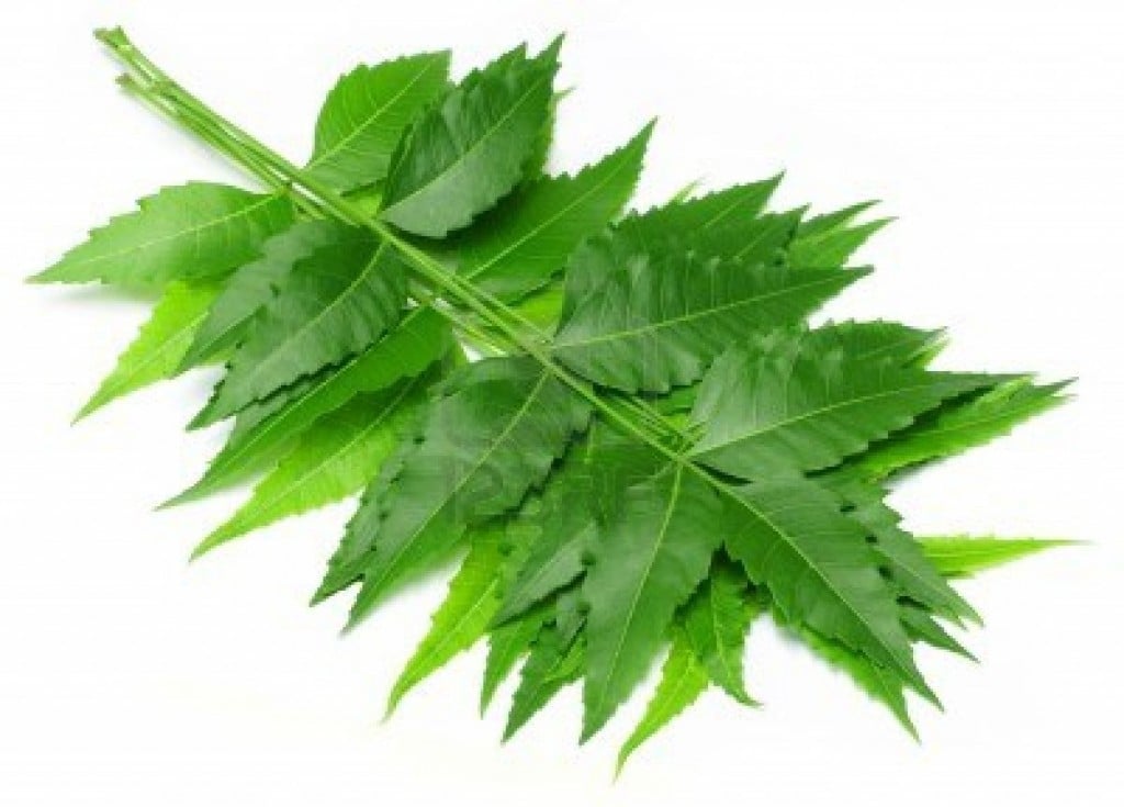 18 Proven Health Benefits of Neem "One Tree Pharmacy "  Reckon Talk