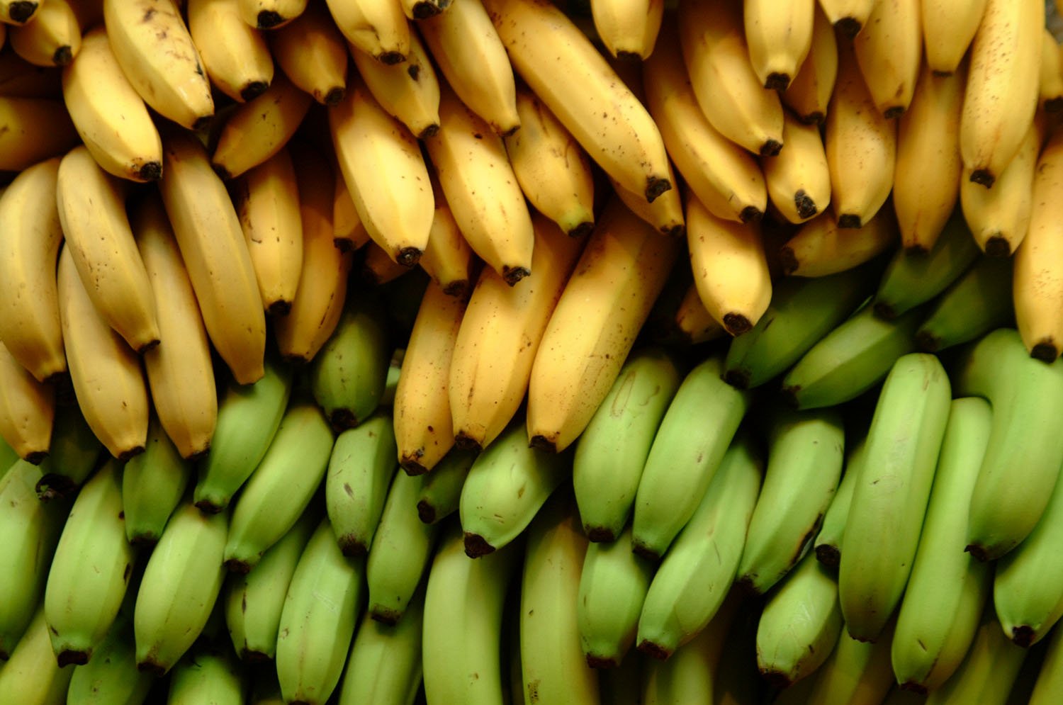 16-proven-surprising-health-benefits-of-banana-a-fruit-loved-by-all