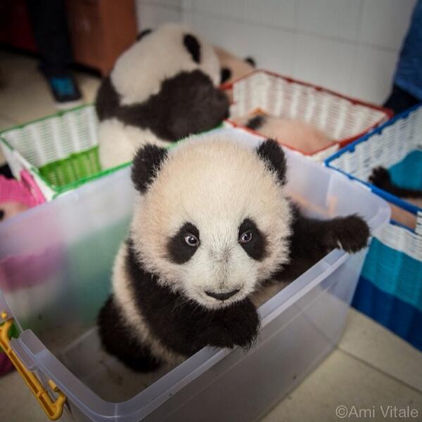 15 Amazing Sweet Pictures Of Cute Baby Giant Panda Bear Reckon Talk