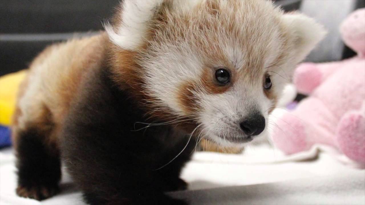 16 Amazing Facts And Cute Photo Of Red Panda 13 Reckon Talk