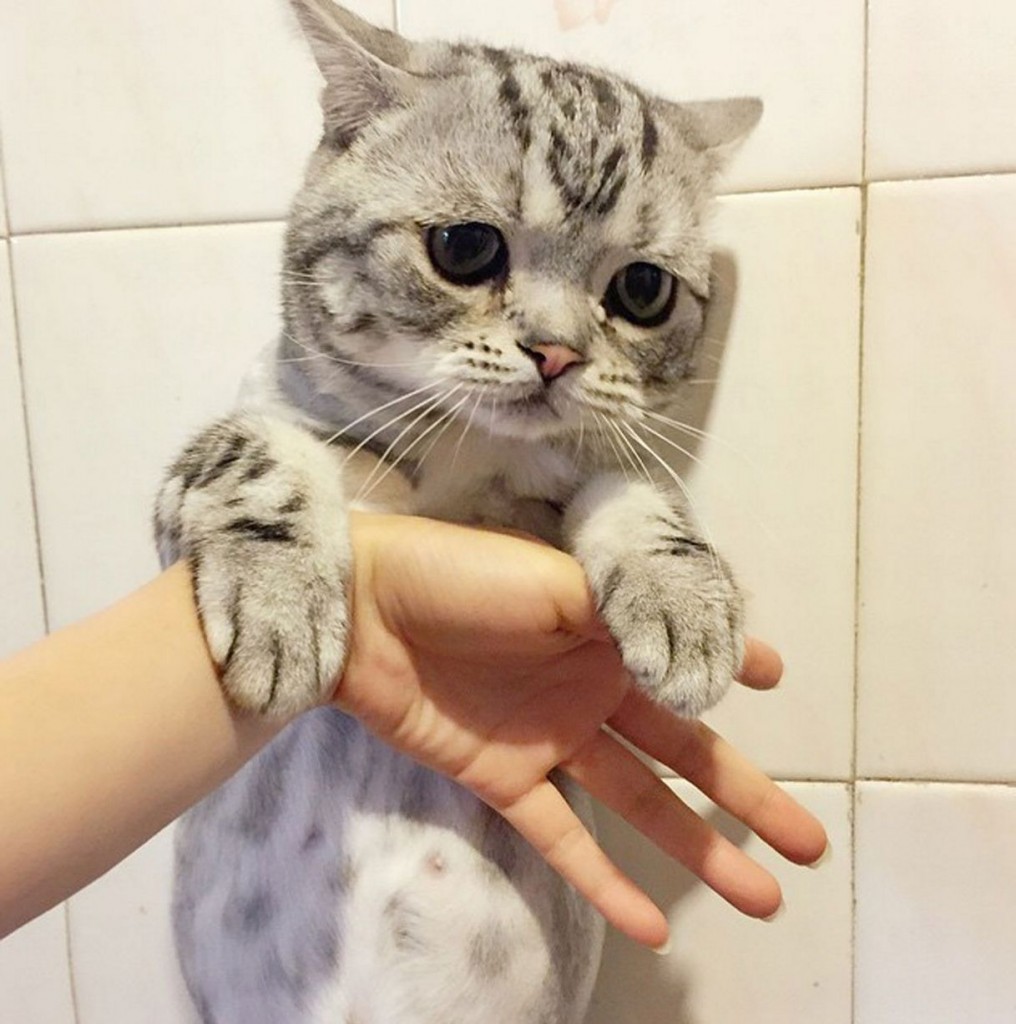 Meet Saddest Cat LUHU, a Tabby by breed | Reckon Talk