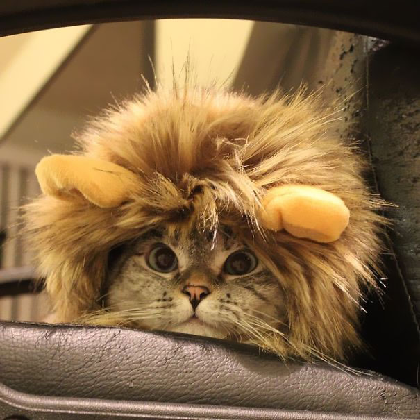 Meet Instagram S Most Famous Cat Nala Has 3 2m Followers 12 Reckon Talk