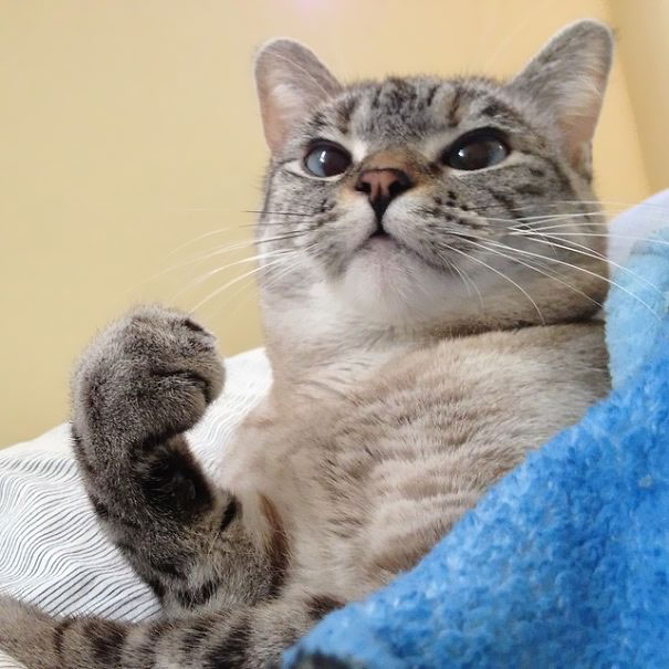 Meet Instagram S Most Famous Cat Nala Has 3 2m Followers 3 Reckon Talk