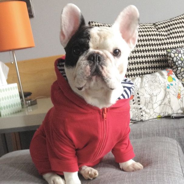 9 Cute Pics Of Internet Celeb Manny, A French Bulldog | So Adorable ...