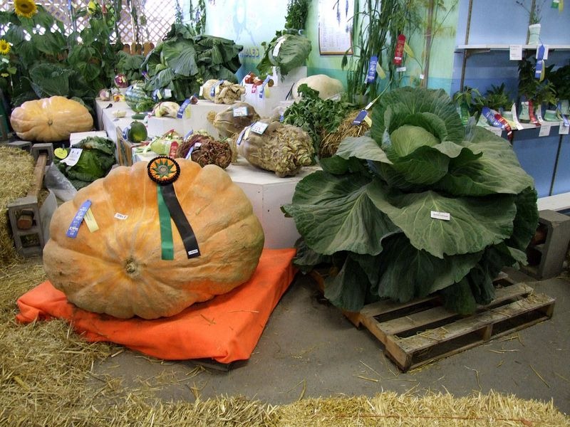 vegetables, gaint vegetables, alaska, big vegetables, Alaska State Fair, Palmer, agricultural show, Matanuska-Susitna Valley, big size, gaint size, Alaska's soil, fair, field, farmer, agriculture, crops, amazing, wow, great, awesome, mind blowing, unbelievable, extraordinary, wtf