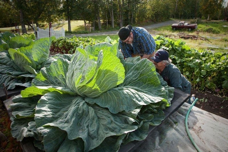 vegetables, gaint vegetables, alaska, big vegetables, Alaska State Fair, Palmer, agricultural show, Matanuska-Susitna Valley, big size, gaint size, Alaska's soil, fair, field, farmer, agriculture, crops, amazing, wow, great, awesome, mind blowing, unbelievable, extraordinary, wtf