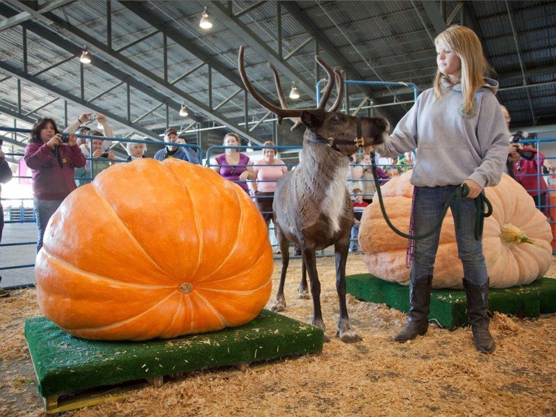 vegetables, gaint vegetables, alaska, big vegetables, Alaska State Fair, Palmer, agricultural show, Matanuska-Susitna Valley, big size, gaint size, Alaska's soil, fair, field, farmer, agriculture, crops, amazing, wow, great, awesome, mind blowing, unbelievable, extraordinary, wtf