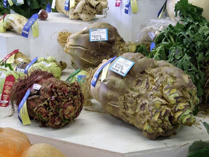 vegetables, gaint vegetables, alaska, big vegetables, Alaska State Fair, Palmer, agricultural show, Matanuska-Susitna Valley, big size, gaint size, Alaska's soil, fair, field, farmer, agriculture, crops, amazing, wow, great, awesome, mind blowing, unbelievable, extraordinary, wtf