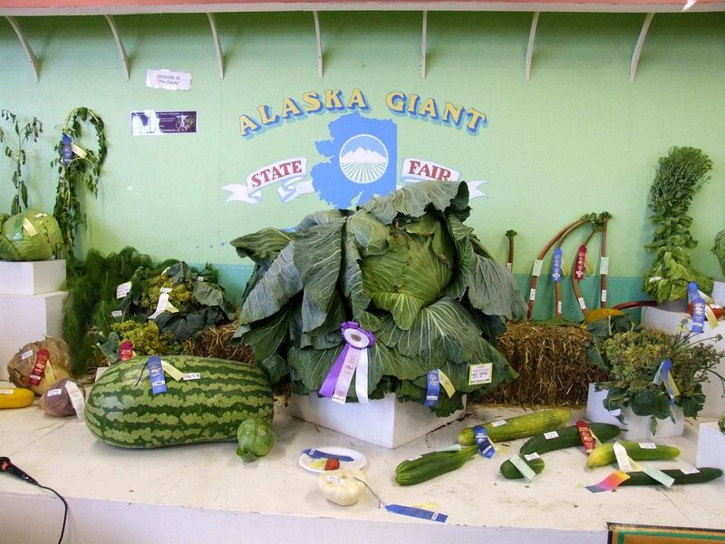 vegetables, gaint vegetables, alaska, big vegetables, Alaska State Fair, Palmer, agricultural show, Matanuska-Susitna Valley, big size, gaint size, Alaska's soil, fair, field, farmer, agriculture, crops, amazing, wow, great, awesome, mind blowing, unbelievable, extraordinary, wtf