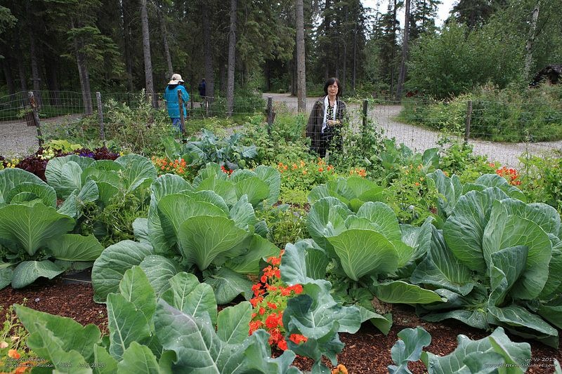 vegetables, gaint vegetables, alaska, big vegetables, Alaska State Fair, Palmer, agricultural show, Matanuska-Susitna Valley, big size, gaint size, Alaska's soil, fair, field, farmer, agriculture, crops, amazing, wow, great, awesome, mind blowing, unbelievable, extraordinary, wtf