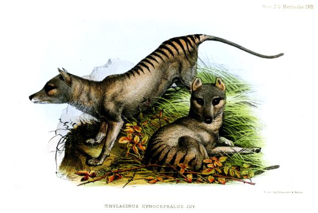 PHALU Tasmanian Tiger Thylacine - ANiMOZ - Fight for Survival