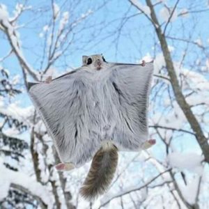 15 Facts & Photos | Adorable Japanese - Siberian Flying Squirrels