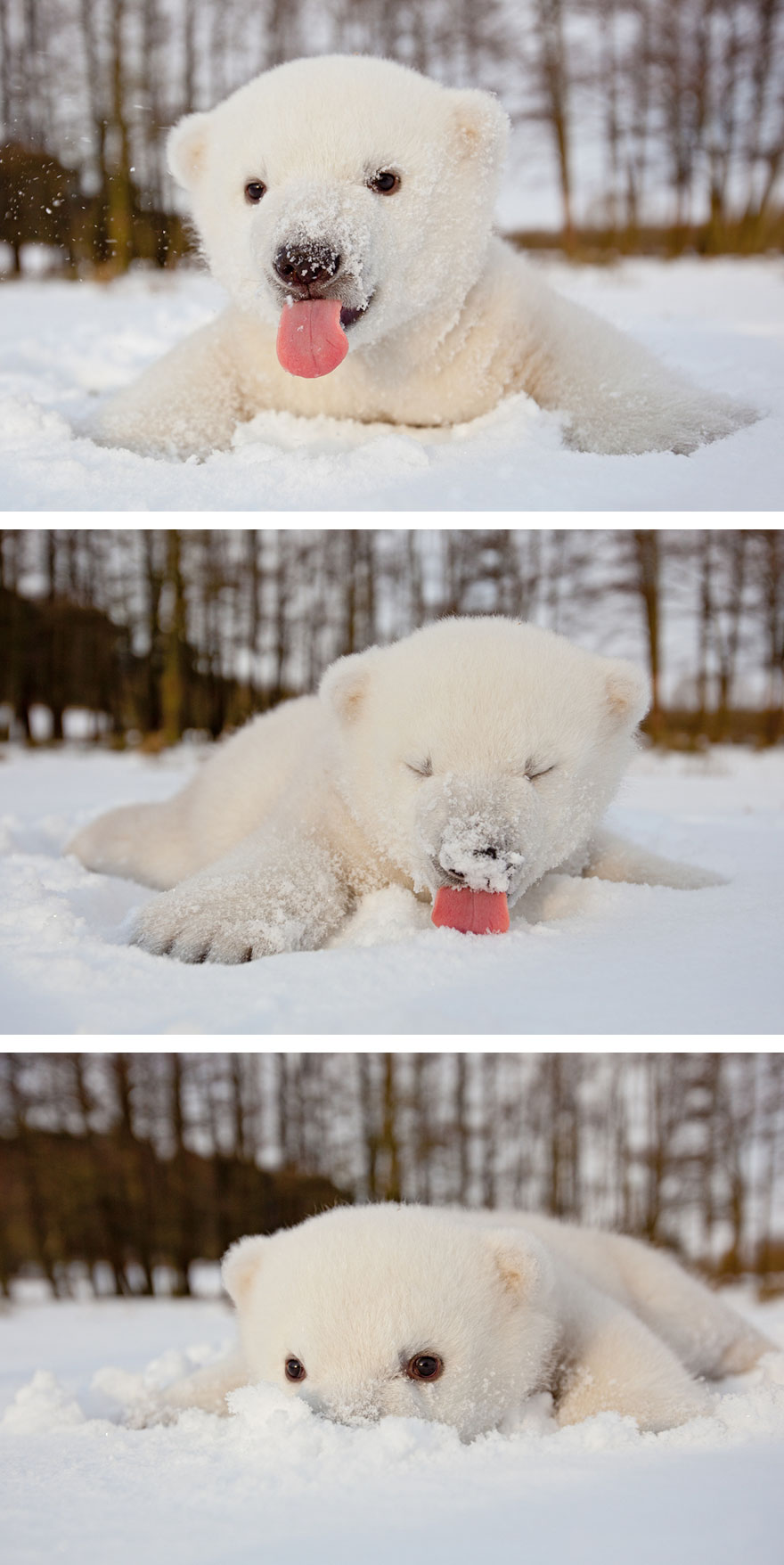 Download 16 Adorable Pics of Baby Polar Bear | No. 5 Is My Fav ...