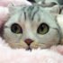 10 Photos of Adorable Big Eyed Japanese Cat Hana | Instagram Viral ...