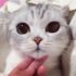 10 Photos of Adorable Big Eyed Japanese Cat Hana | Instagram Viral ...