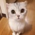 10 Photos of Adorable Big Eyed Japanese Cat Hana | Instagram Viral ...