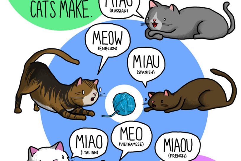 Why do animal sounds different in different languages? | Reckon Talk