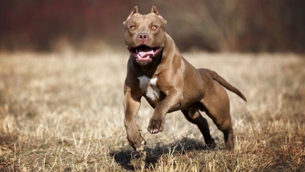 most dangerous dog breeds in the world